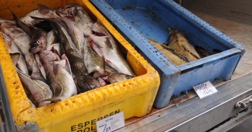 Siūloma įrengti plaukiojančią žuvies parduotuvę